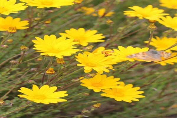 Veld And Fynbos Propagation Nursery