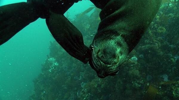 Underwater Video Services