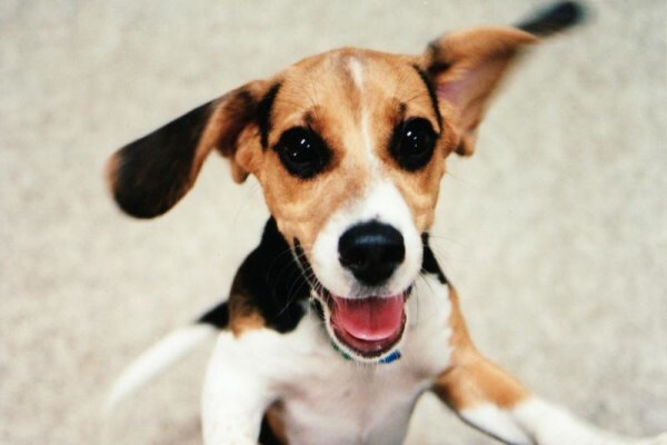 Wagworld
