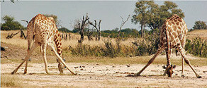 Y Africa Destinations