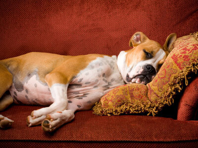 Yuppie Pets
