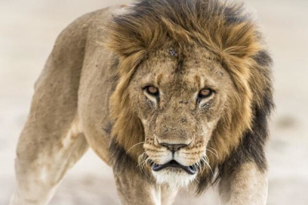Wildlife Photo Safaris