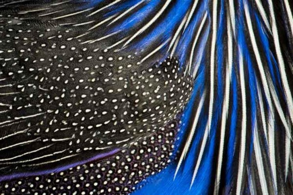 Wildlife Photo Safaris