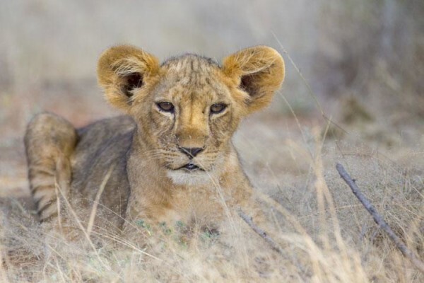 Wildlife Photo Safaris