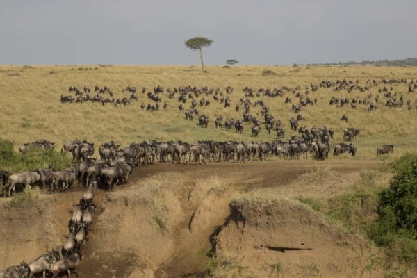 Wildlife Photo Safaris