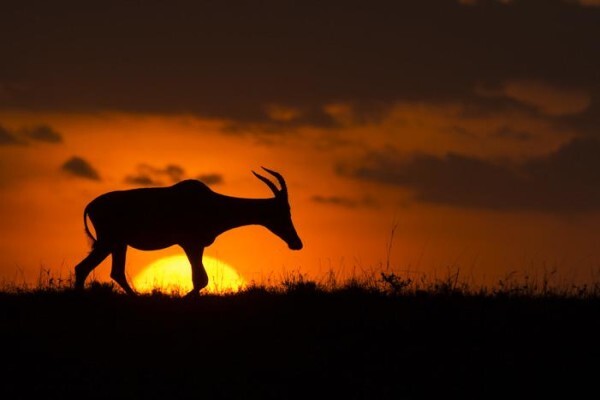 Wildlife Photo Safaris