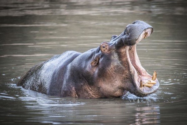 Wildlife Photo Safaris