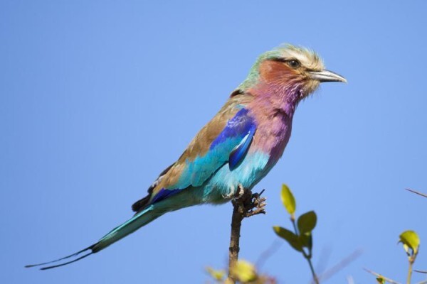 Wildlife Photo Safaris