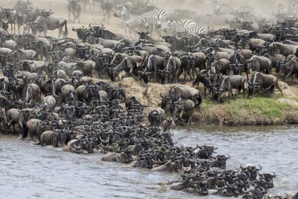 Wildlife Photo Safaris