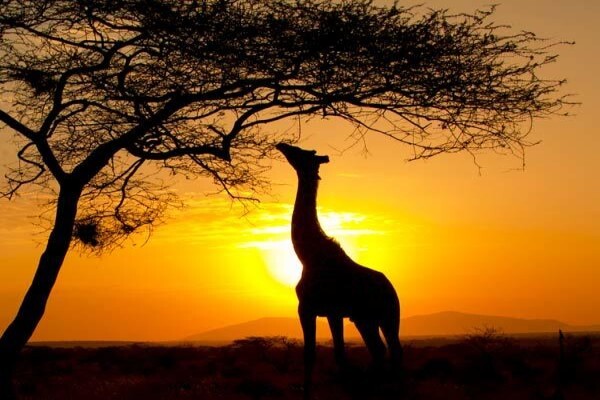 Wildlife Photo Safaris