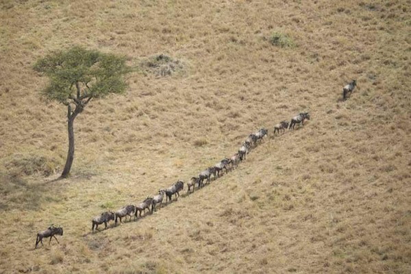 Wildlife Photo Safaris