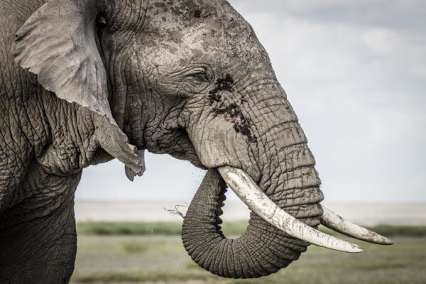 Wildlife Photo Safaris