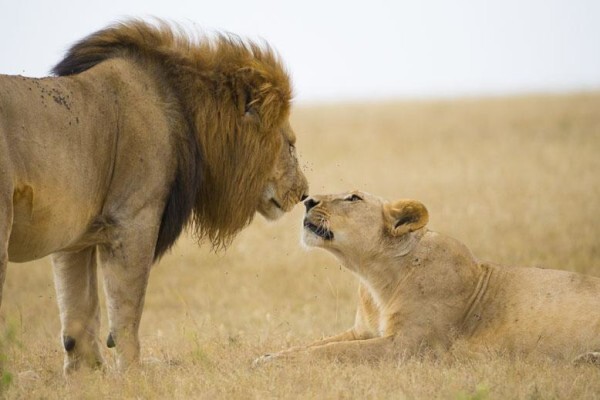 Wildlife Photo Safaris