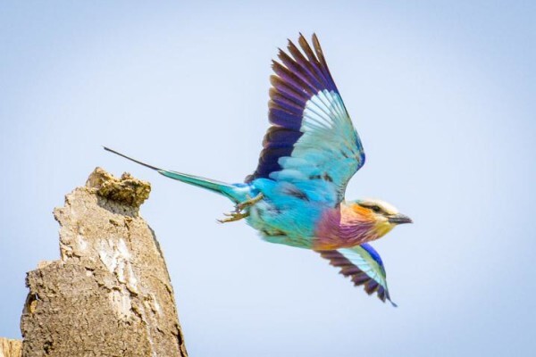 Wildlife Photo Safaris