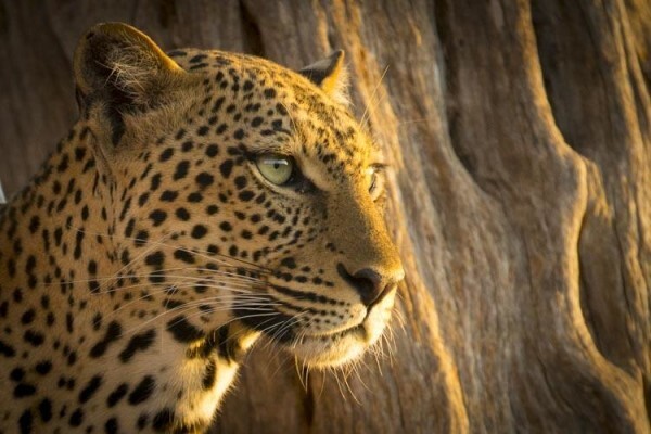 Wildlife Photo Safaris