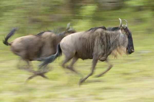 Wildlife Photo Safaris