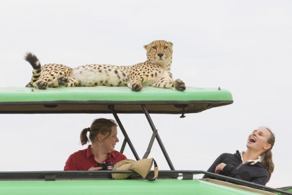 Wildlife Photo Safaris