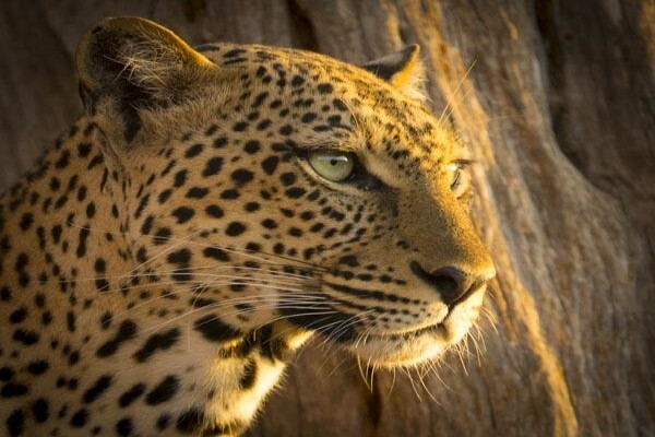 Wildlife Photo Safaris