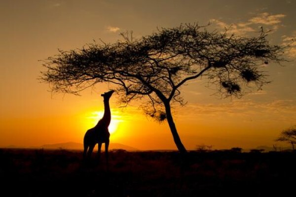 Wildlife Photo Safaris