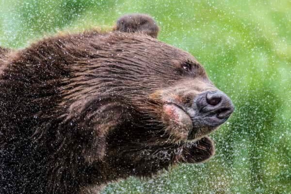 Wildlife Photo Safaris