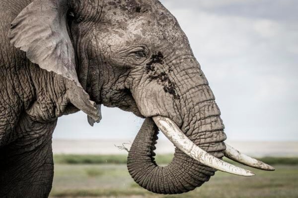 Wildlife Photo Safaris