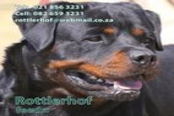 Wuma Dog Food