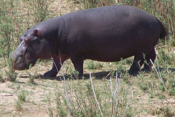 Boma Tours
