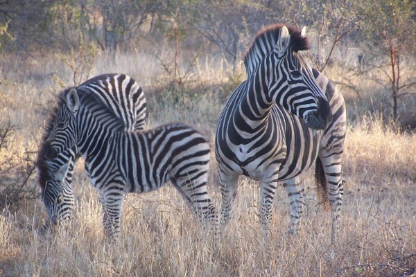 Boma Tours