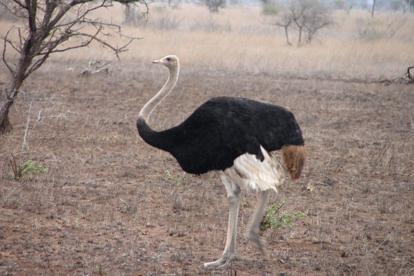 Boma Tours