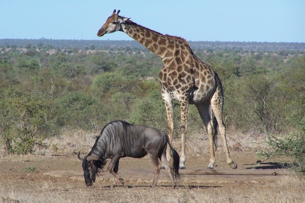 Boma Tours