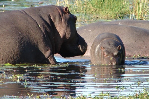 Boma Tours