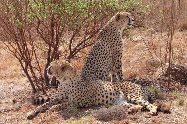 Boma Tours