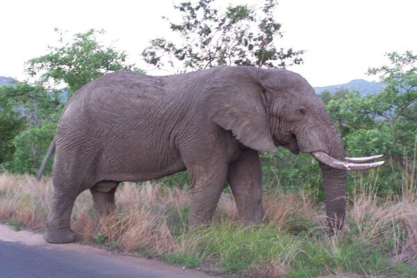 Boma Tours