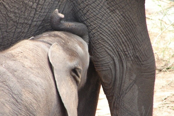 Boma Tours