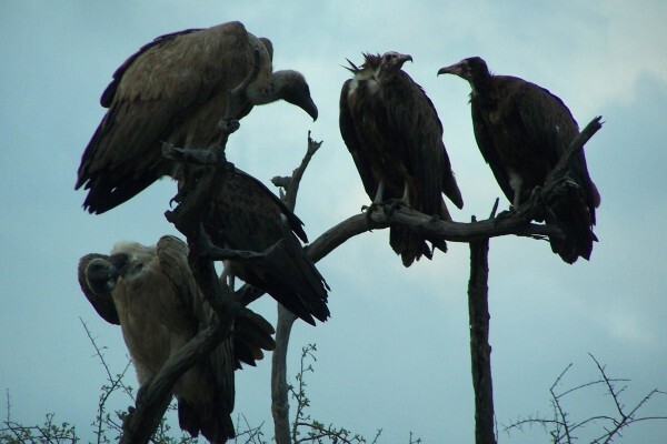 Boma Tours