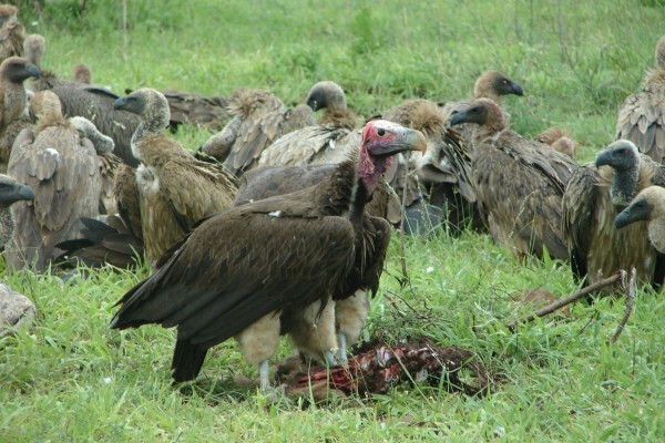 Boma Tours