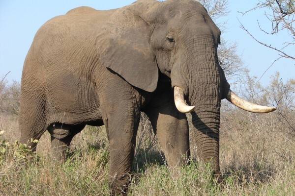Boma Tours