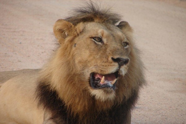 Boma Tours