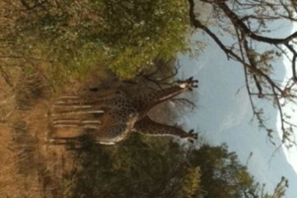 Bona Intaba Lodges