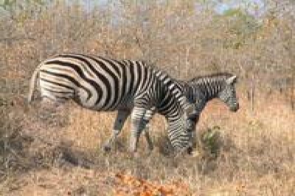 Bona Intaba Lodges