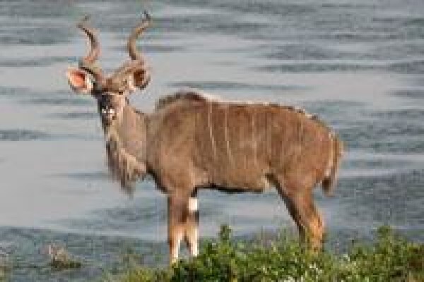 Bona Intaba Lodges