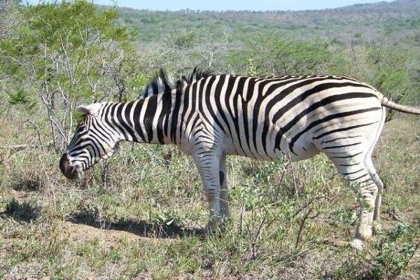 Bona Intaba Lodges