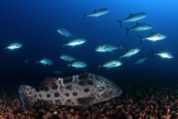 Bonito Bay