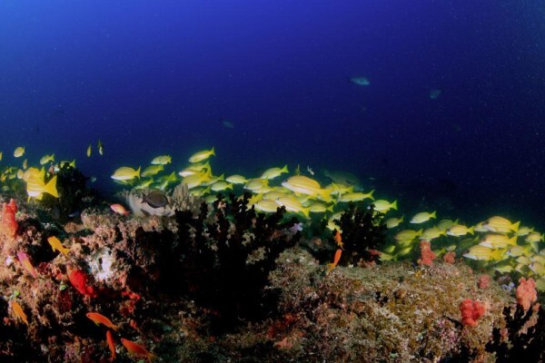 Bonito Bay