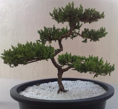 Bonsai King