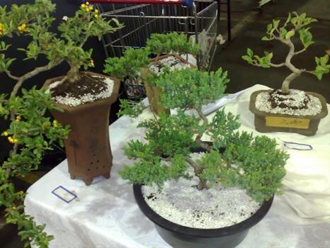 Bonsai King