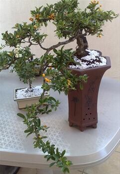 Bonsai King