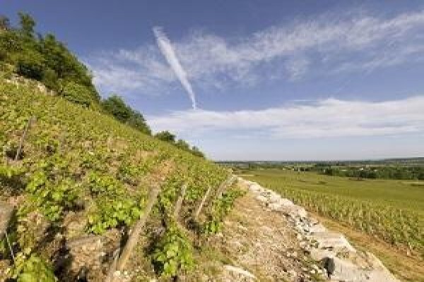 Boutique Wine Collection