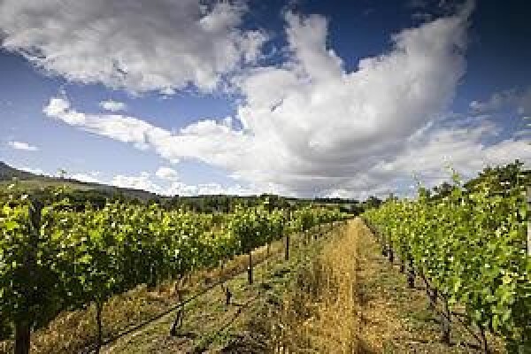 Boutique Wine Collection