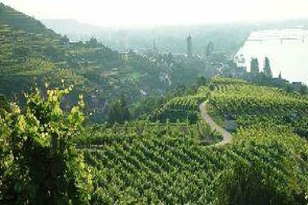 Boutique Wine Collection